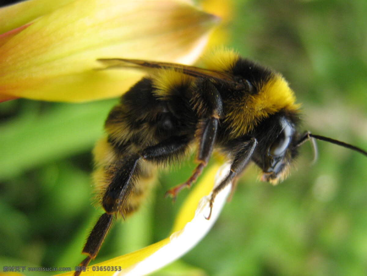 黄蜂 大黄蜂 动物摄影 昆虫 蜜蜂 蜜蜂图片 生物世界 昆虫动物 黄蜂素材 昆虫图片专辑