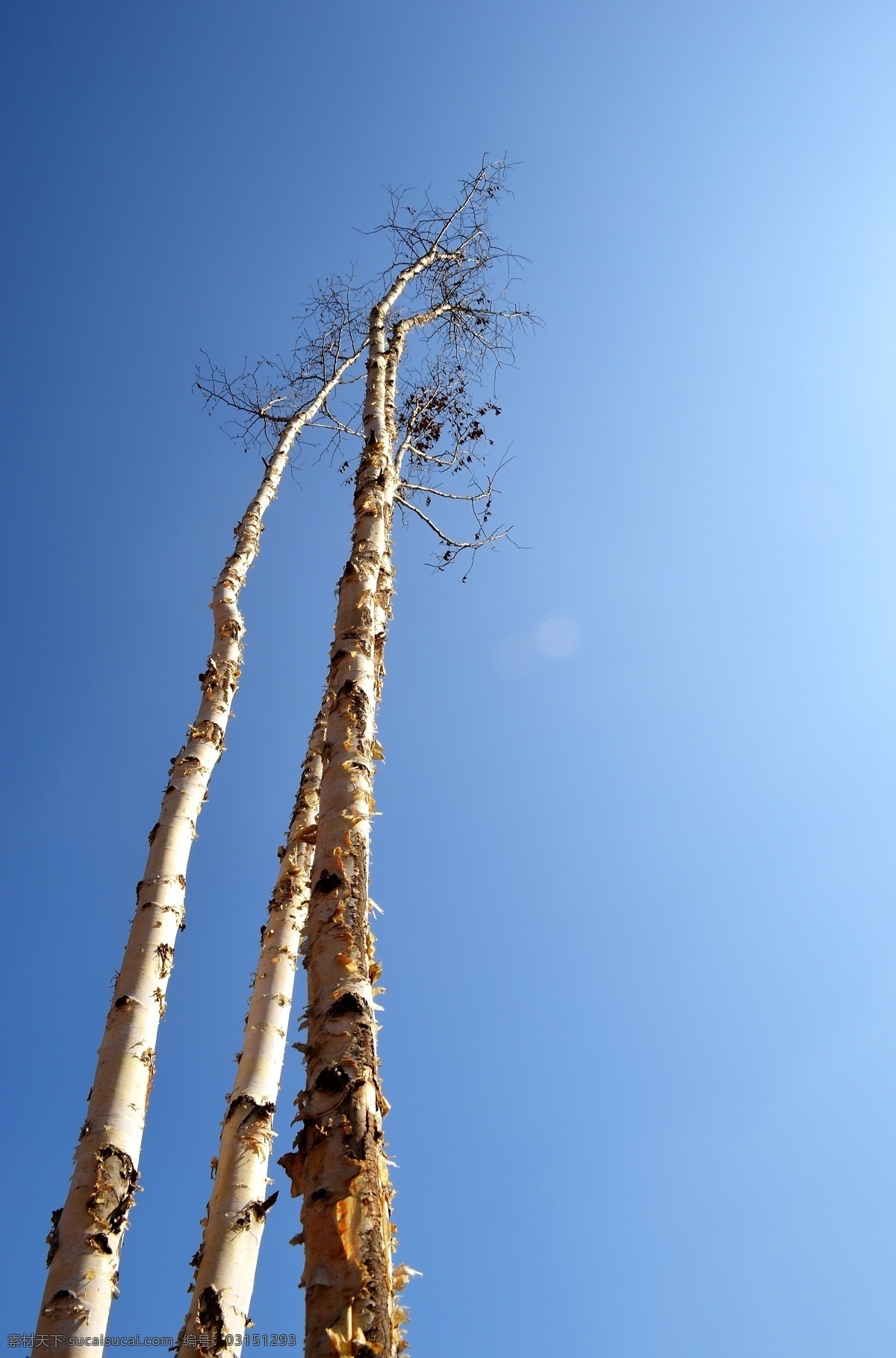 冬天 白桦树 枯树 蓝天 梦想飞翔 生态 树 植物 生物世界