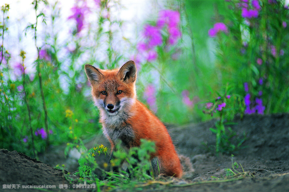 蹲坐 狐狸 动物 野生动物 野地 陆地动物 生物世界