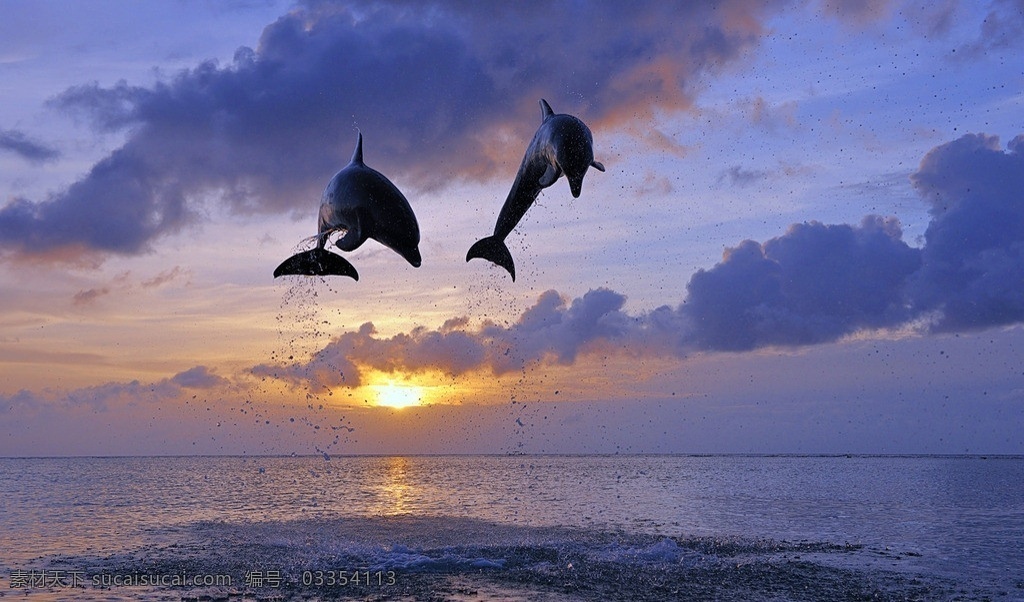 海豚 日落 夕阳 黄昏 天空 大海 海面 浪花 海洋生物 生物世界