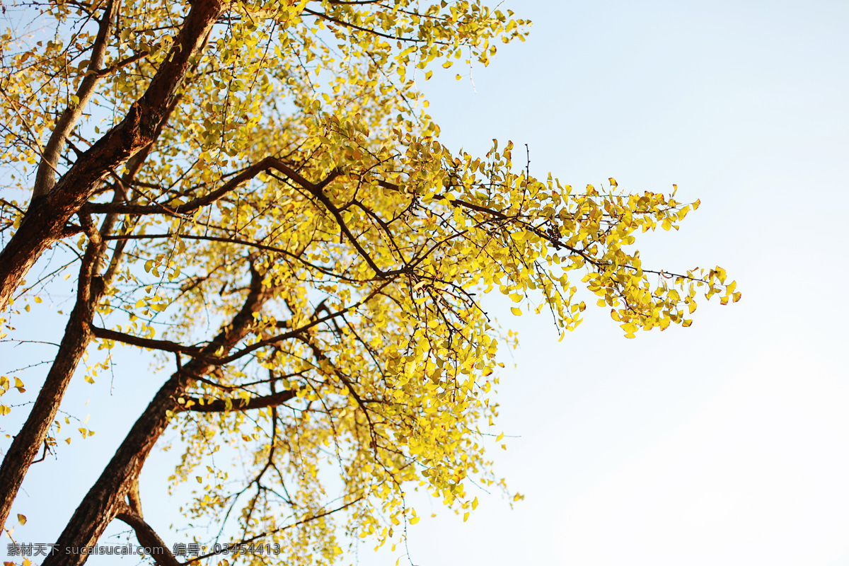银杏叶子 银杏树叶 秋天的味道 秋天的阳光 南雄 自然风光 自然景观 自然风景