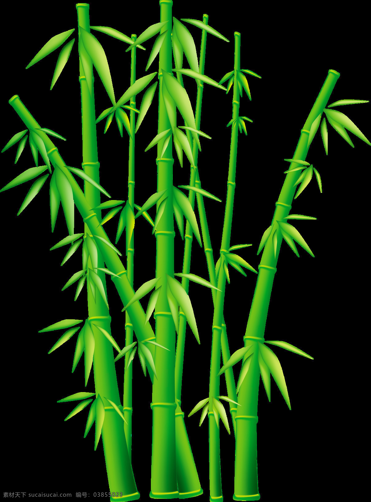 手绘 小清 新竹 子 元素 小清新 植物 生长 生机 竹子 免抠