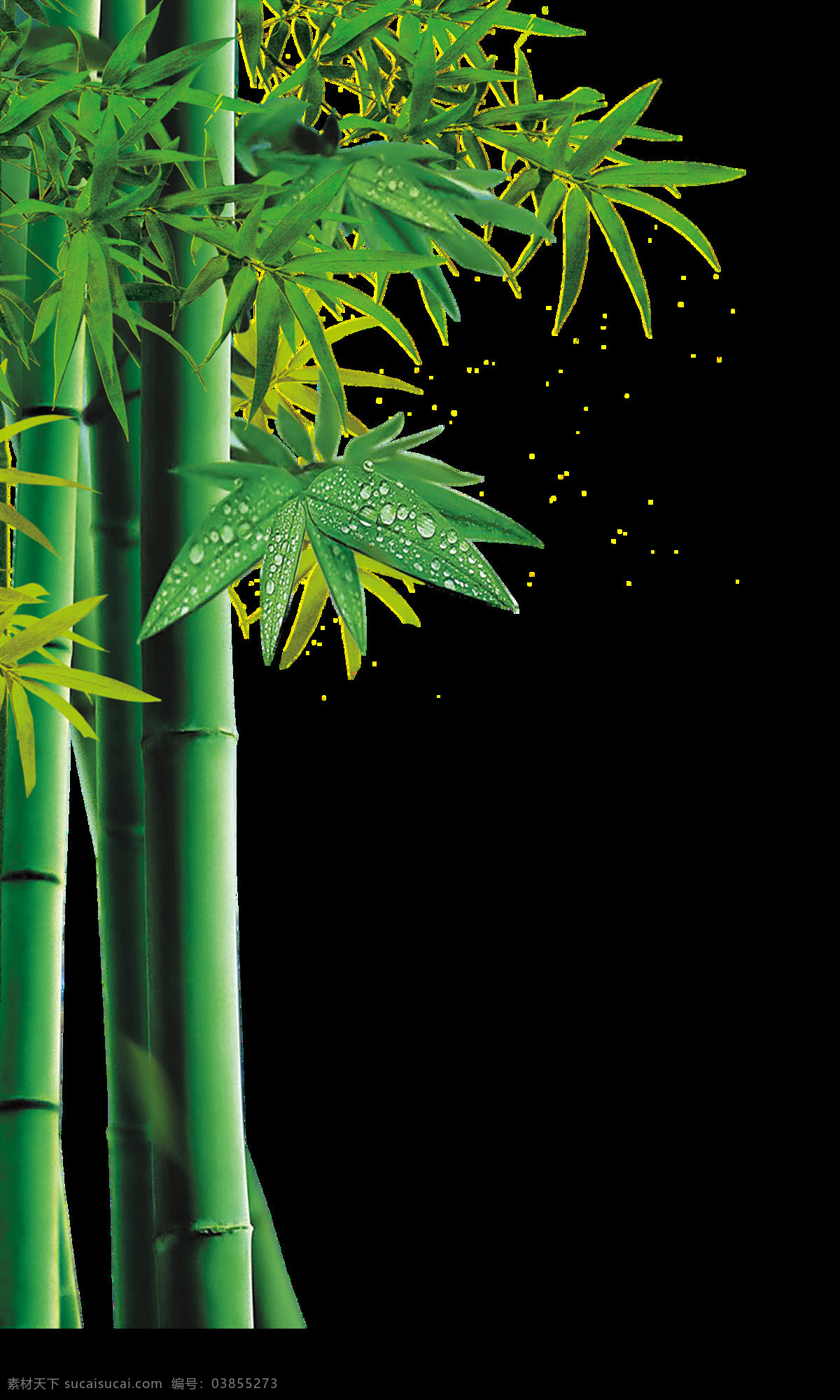 绿油油 竹子 透明 坚韧 竹筒饭 叶子 竹林 清新 透明素材 装饰图案 免扣素材