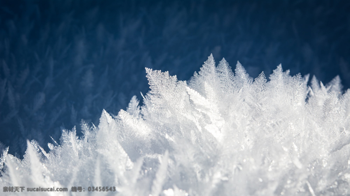 冰雪 覆盖 植物 冰花 冰霜 冰雪植物 冰雪覆盖 唯美冰雪 雪花冰霜 自然景观 自然风景