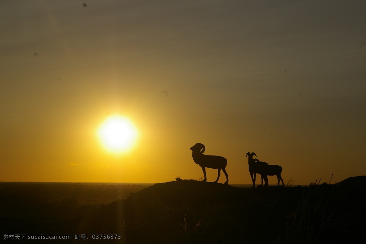 戈壁 夕阳 高清 绵羊 晚霞 羊 自然风景