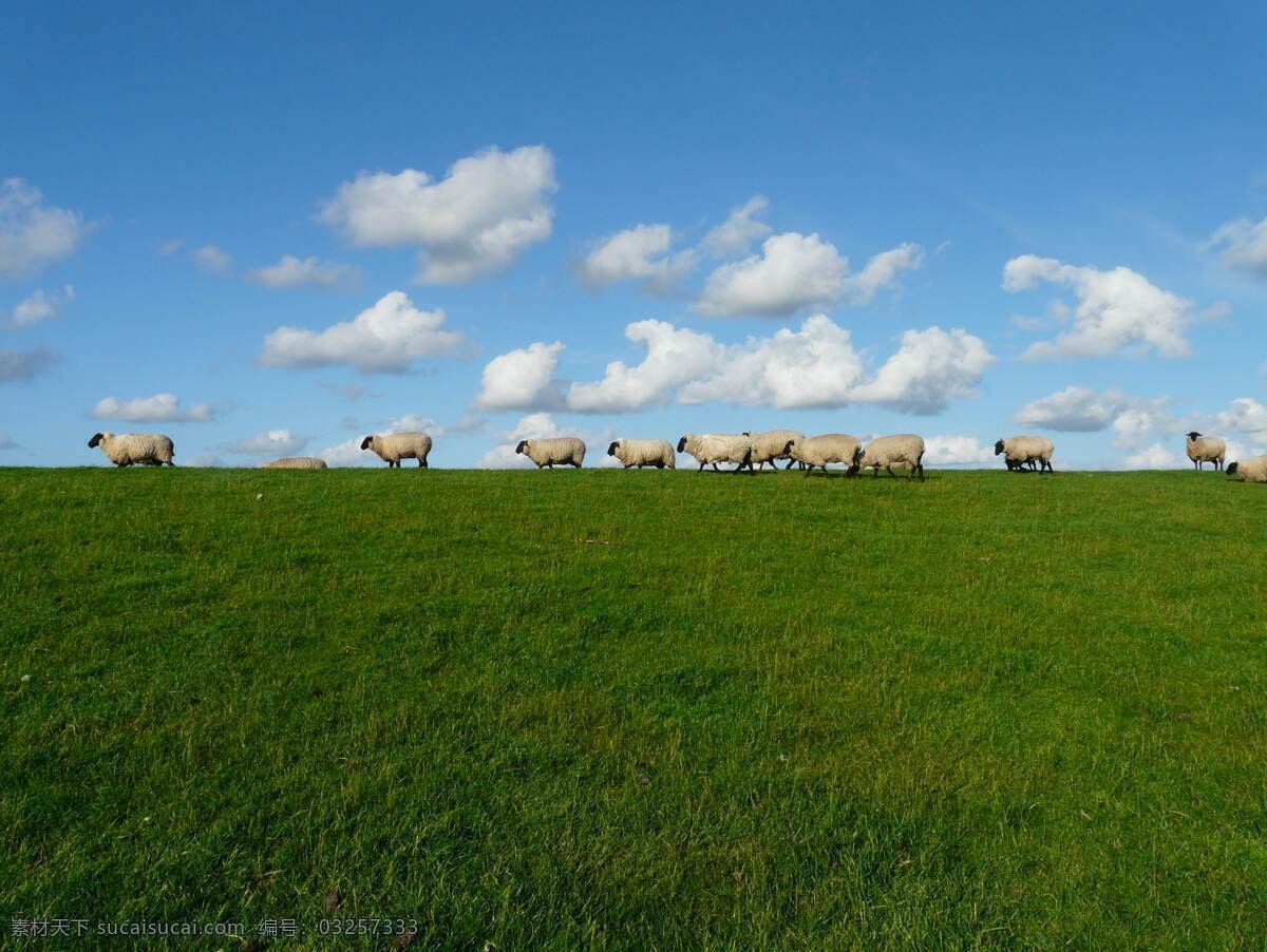 草原上的羊 羊 羊养殖 牧场 农业 羊群 动物 白羊 小羊 家畜 绵羊 羊摄影 羊抓拍 羊素材 羊壁纸 羊拍摄 养羊 生物世界 家禽家畜