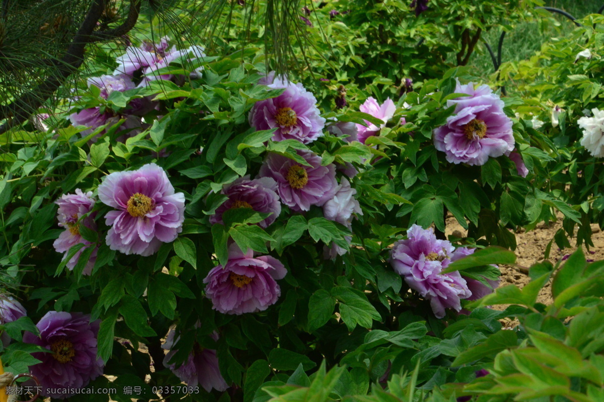 牡丹花 牡丹 观赏花卉 鼠姑 木芍药 百雨金 洛阳花 花朵 花瓣 花蕊 花卉 花儿 花草 植物 园林绿化 绿化景观 芍药牡丹 生物世界