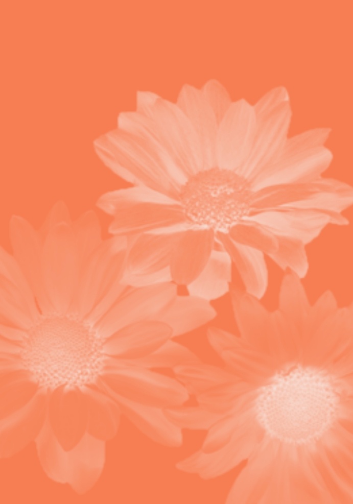 底纹背景图 菊花 小菊花 粉色 花背景图 背景底纹 底纹边框