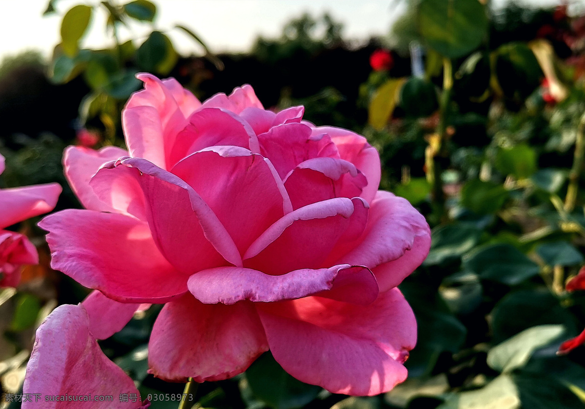 月季 月季花 大红花 红色月季 自然景观 自然风景