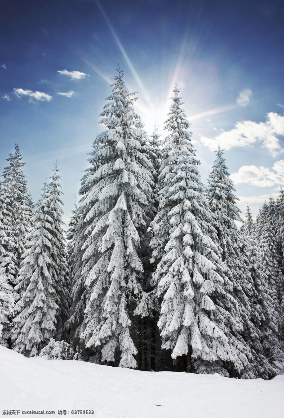 美丽冬天雪景 圣诞节 冬天 冬季 雪景 美丽风景 树林 森林 白雪 自然风景 自然景观 白色
