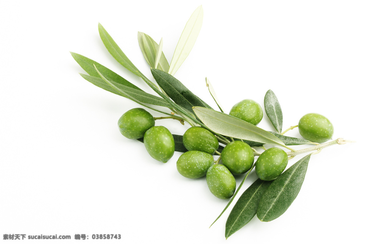 新鲜 橄榄 摄影图片 橄榄叶 橄榄果 新鲜橄榄 水果蔬菜 餐饮美食 蔬菜图片