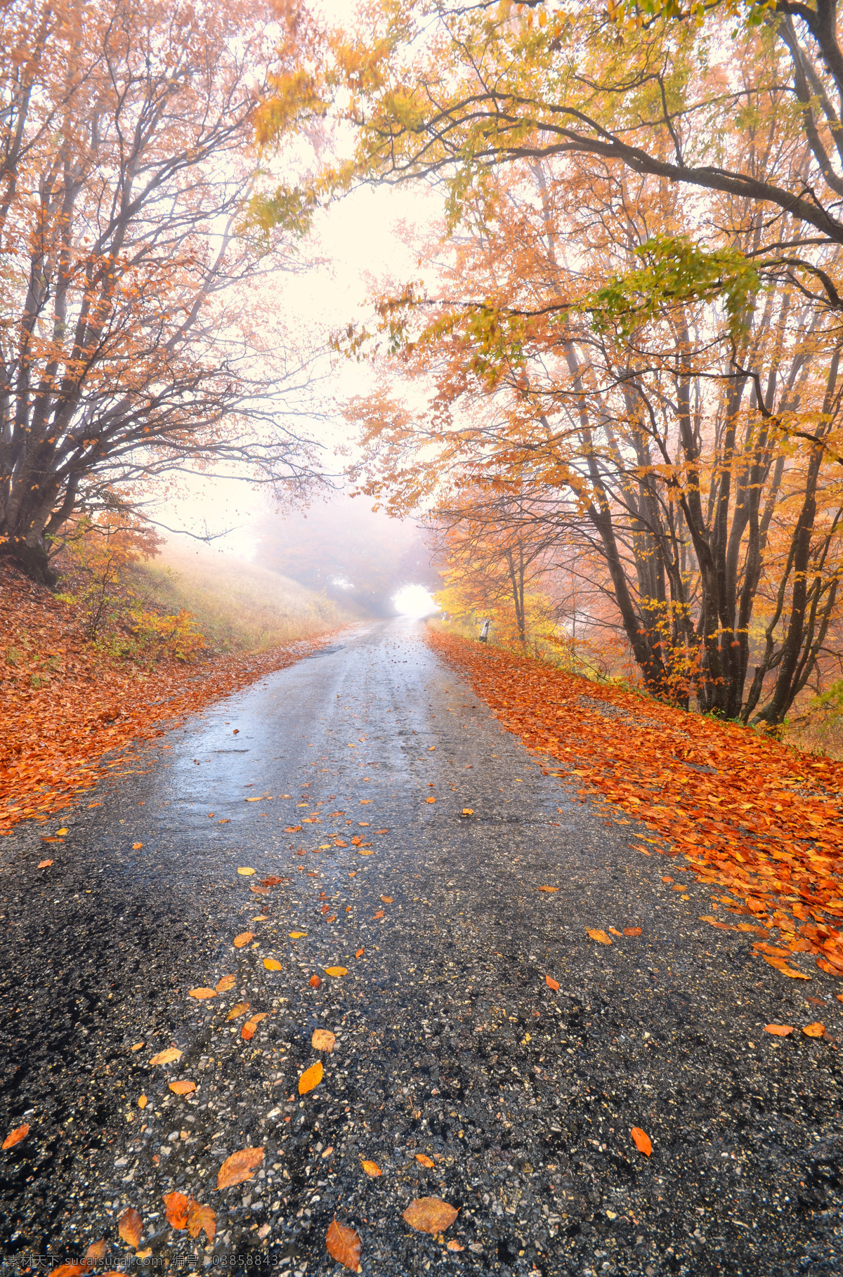 自然风光 摄影图片 景区 乡村 道路 秋天 秋季 树林 树木 旅游 花草树木 生物世界