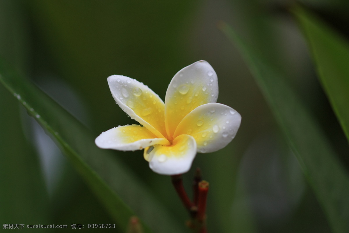 鸡蛋花 白色花 红色花 绿叶 露珠 花草 生物世界