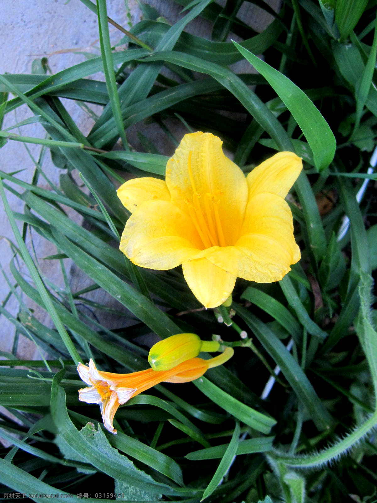 高清花卉 高清花卉图片 黄色的花 黄花绿叶 环保图片 花草 生物世界