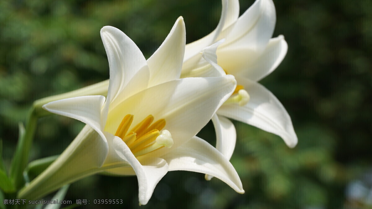 阳台上的百合 百合 花 纯洁 喇叭花 植物 白 生物世界 花草