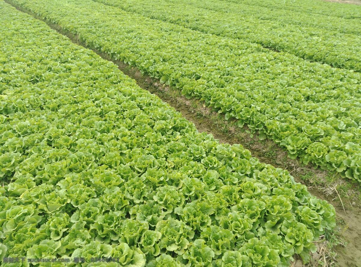 生菜图片 成熟期 生菜 园地 玻璃生菜 阳光下