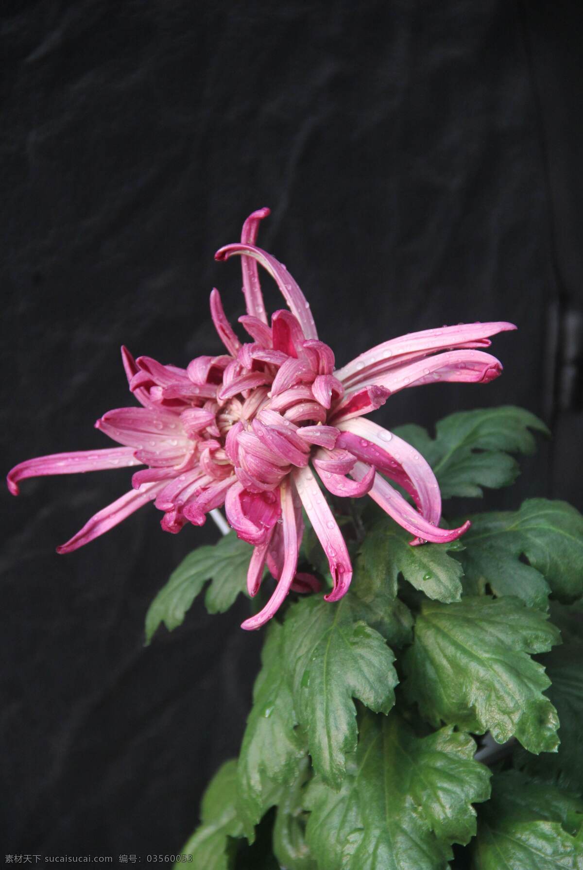 菊花 粉色 绿叶 植物 草本 花草 生物世界