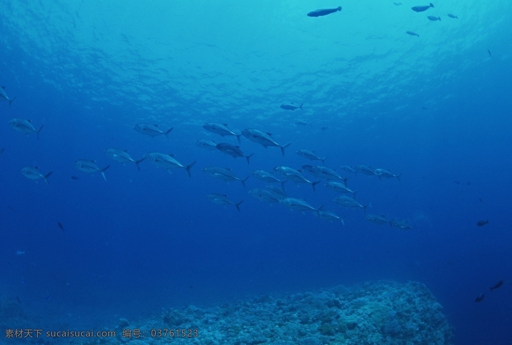 海洋生物 蓝色海洋 海底鱼类 海水 海底鱼群 珊瑚 海藻海草 海底摄影 海底世界 海底生物 海洋世界 海底奇观 图素动植物类 生物世界