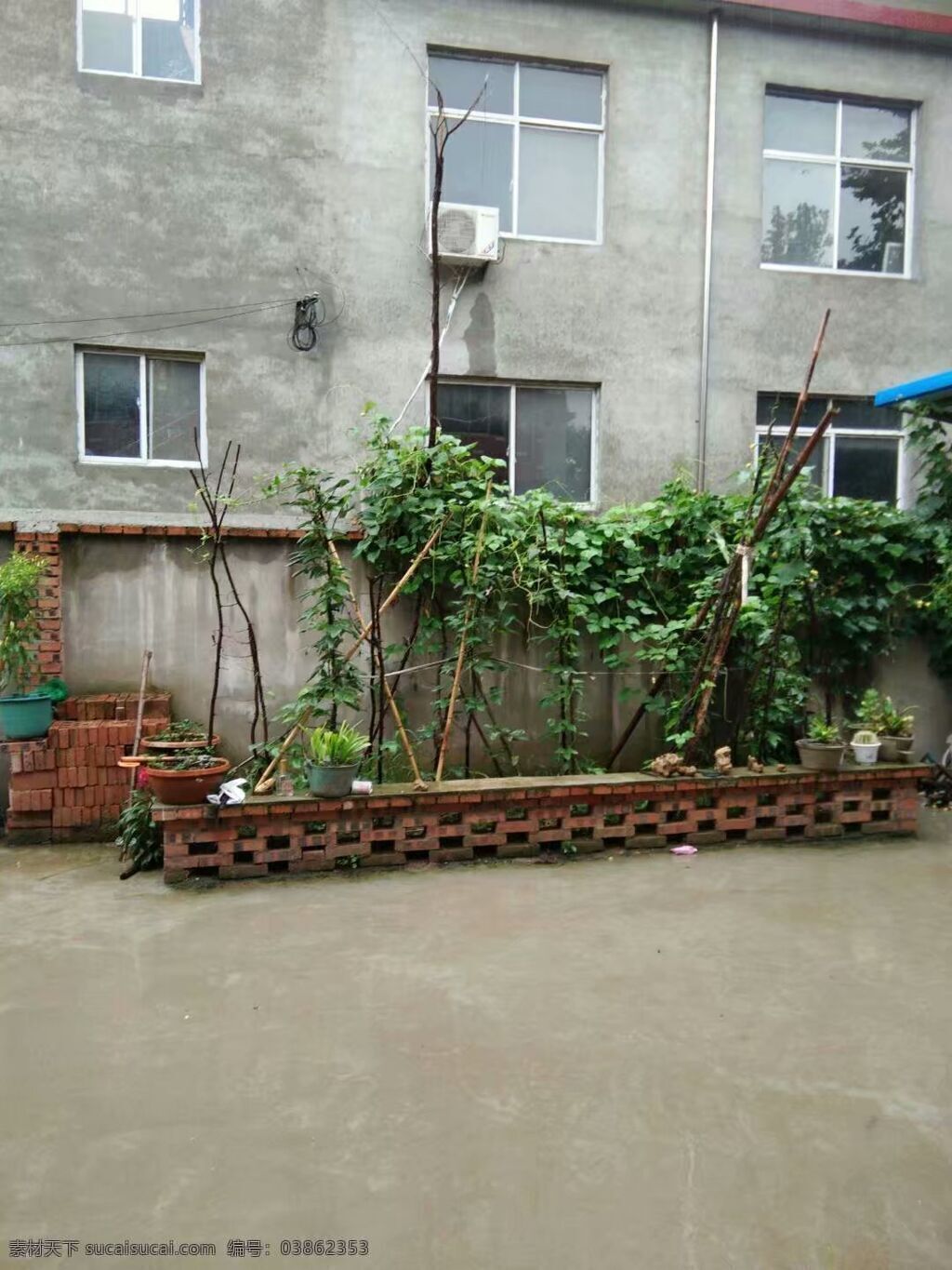 院子 黄瓜 房子 篱笆 水泥地 竹竿 窗子