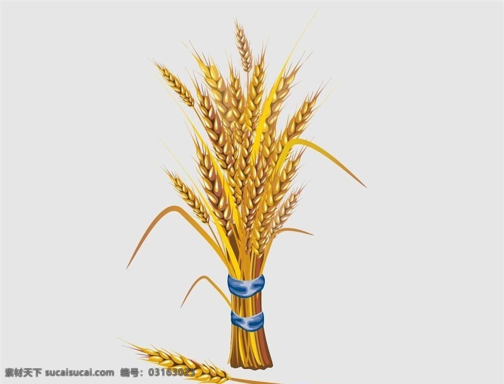 矢量小麦素材 成熟的小麦 金色的麦子 麦穗 农作物 食物 糕点 原材料