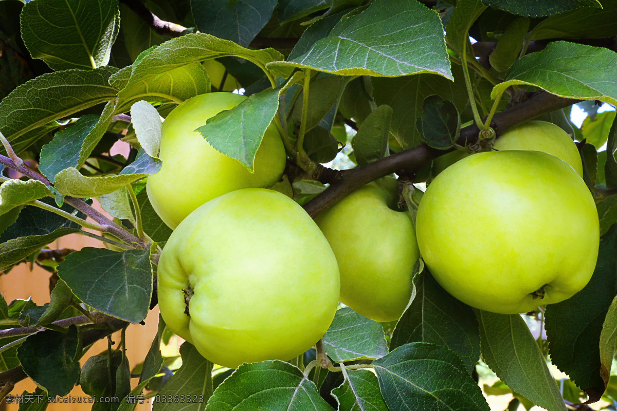 缀 满 枝头 青苹果 苹果 新鲜水果 美味水果 有机水果 水果蔬菜 水果摄影 苹果图片 餐饮美食