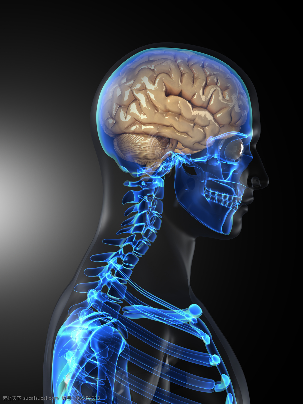 人体 大脑 骨架 人脑 人体骨架 骨骼 人体器官 医疗科学 医学 人体器官图 人物图片
