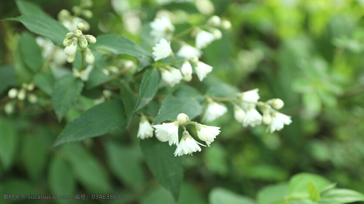 植物 白色花 绽放的茉莉 茉莉花开 茉莉 自然景观 自然风景