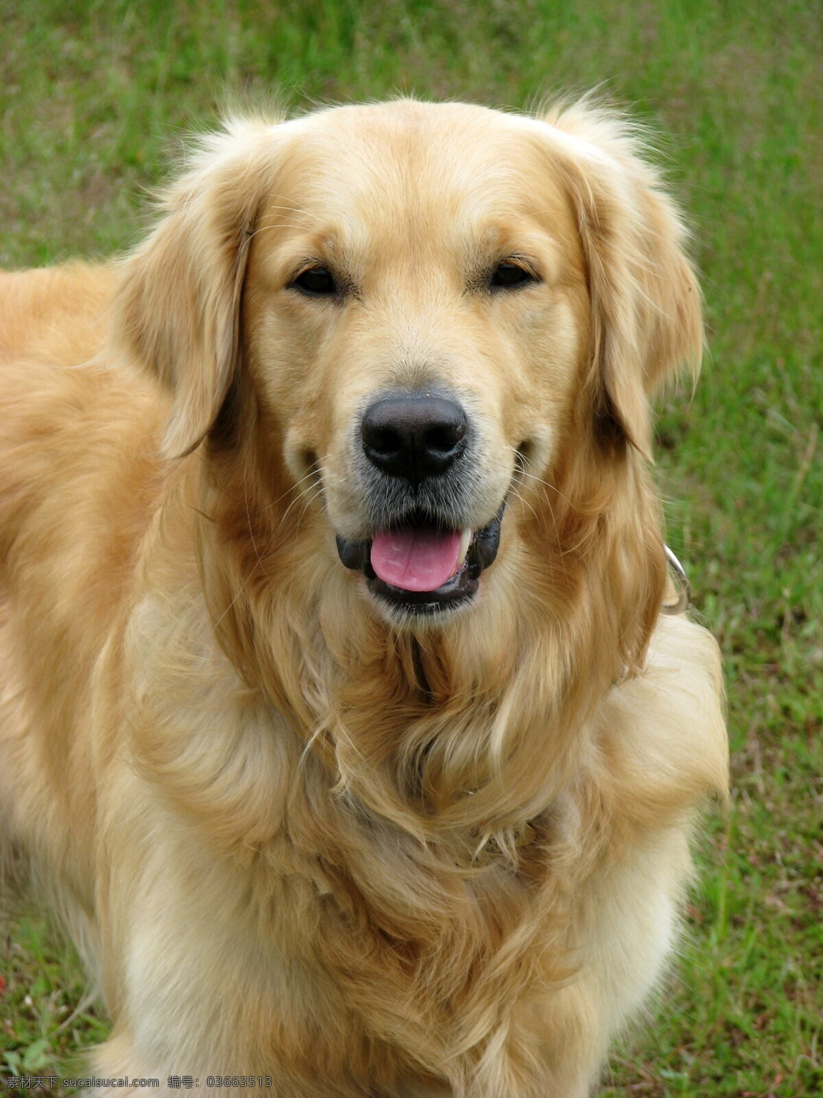 可爱 金毛 犬 寻回犬 金毛犬 猎犬 家犬