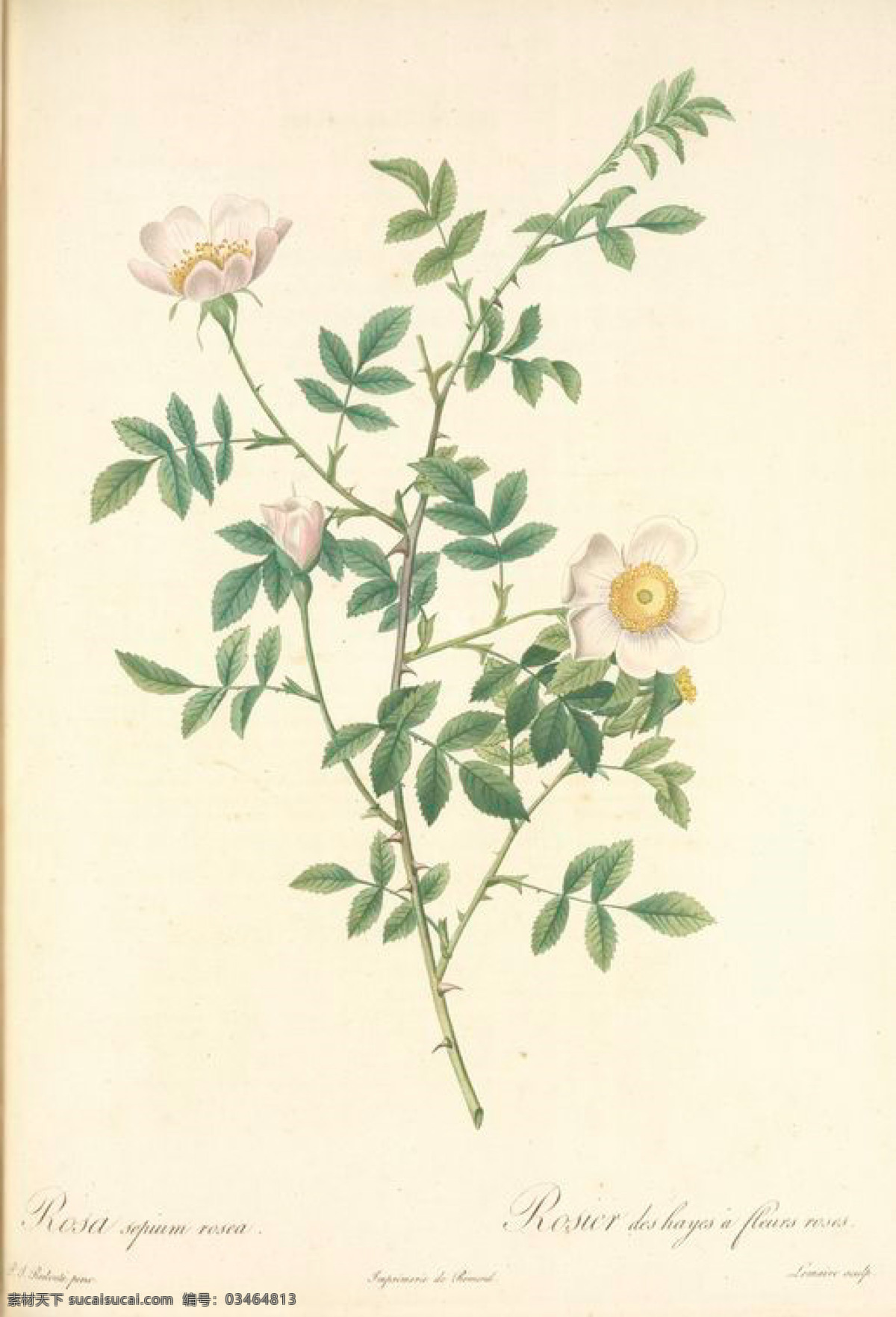 1982 法国 复古 油画 花朵 花卉 玫瑰 手绘 植物图 文化艺术