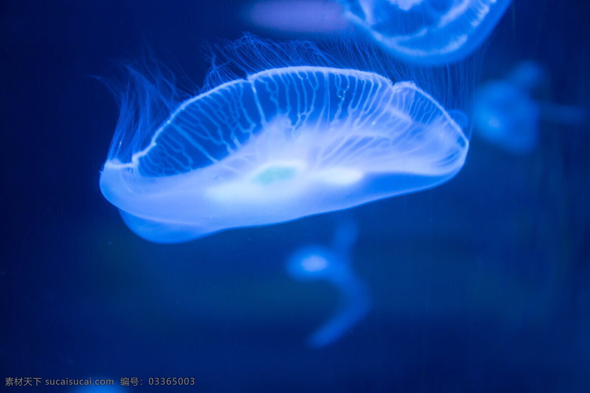 透明的水母 海洋 生物 透明 唯美 水母 生物世界 海洋生物