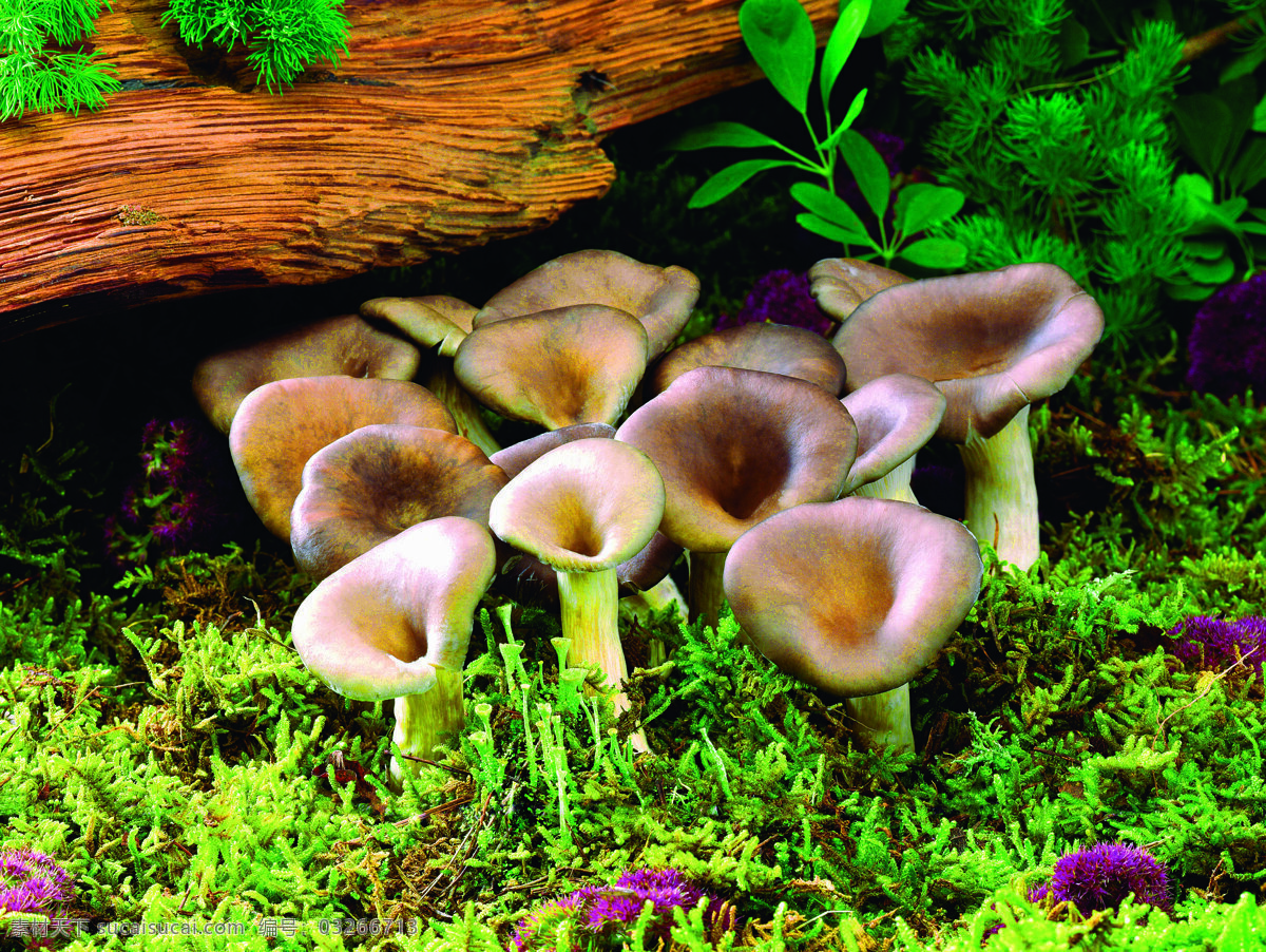野生蘑菇 真菌 蘑菇 菌 山珍 食用菌 香菇 平菇 野生菌 菌类 树叶 其他生物 生物世界 食物原料 餐饮美食