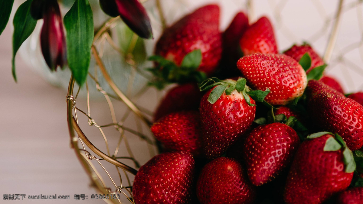 红草莓 鲜红草莓 成熟草莓 诱人草莓 新鲜草莓 美味 食物 食品 水果 新鲜 新鲜水果 生物世界