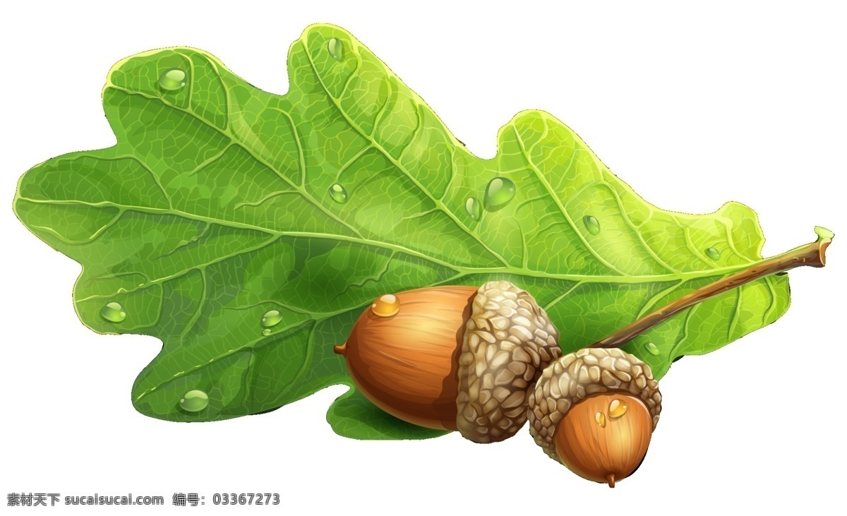 橡栗 橡子 橡实 果实 橡树 种子 橡籽 橡树果 橡树子 树种子 青橡果 橡树种子 实用性 强 生物世界 水果