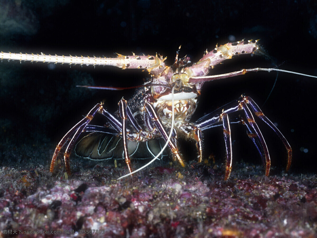 海洋生物 海底世界 海洋 礁石 生物世界 鱼 鱼类 珊蝴礁石 珊蝴 海底景色