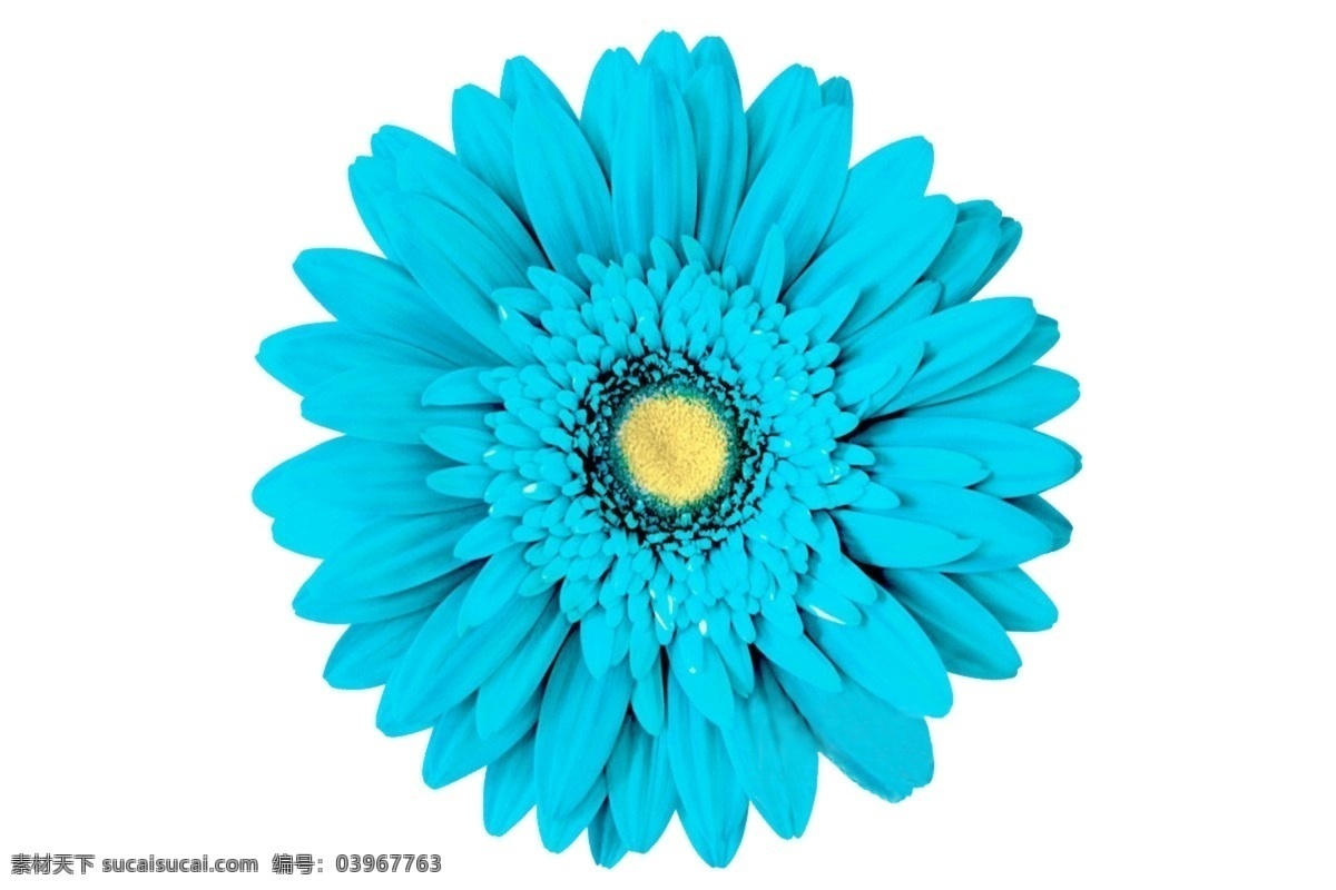 蓝色菊花图片 七彩菊花 花朵 花瓣 鲜花 鲜花素材 鲜花植物 文化艺术