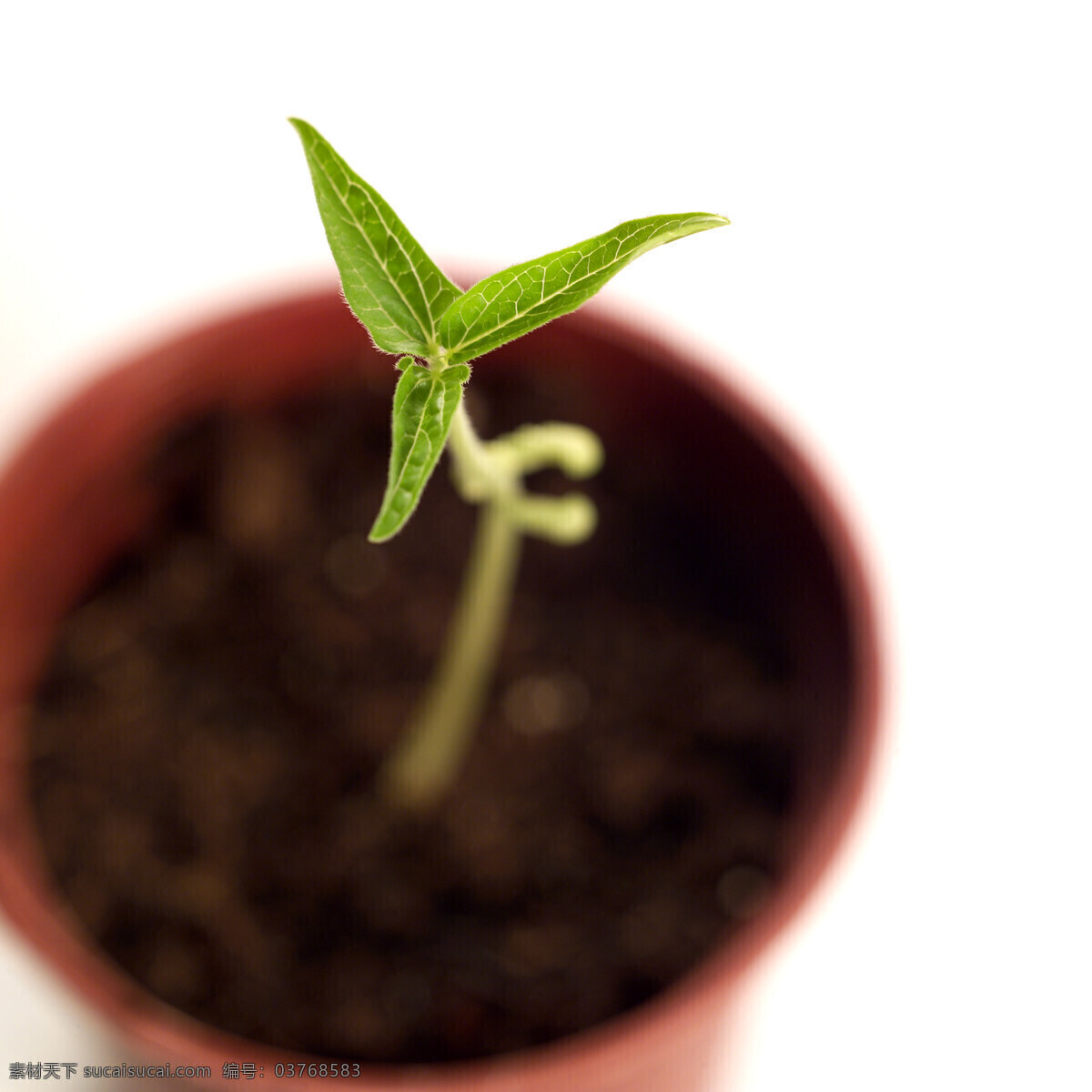 幼苗 植物 绿叶图片素材 绿色 绿叶 发芽 嫩芽 萌芽 花盆 土壤 镜头眩光 特写 成长 生命力 高清图片 花草树木 生物世界