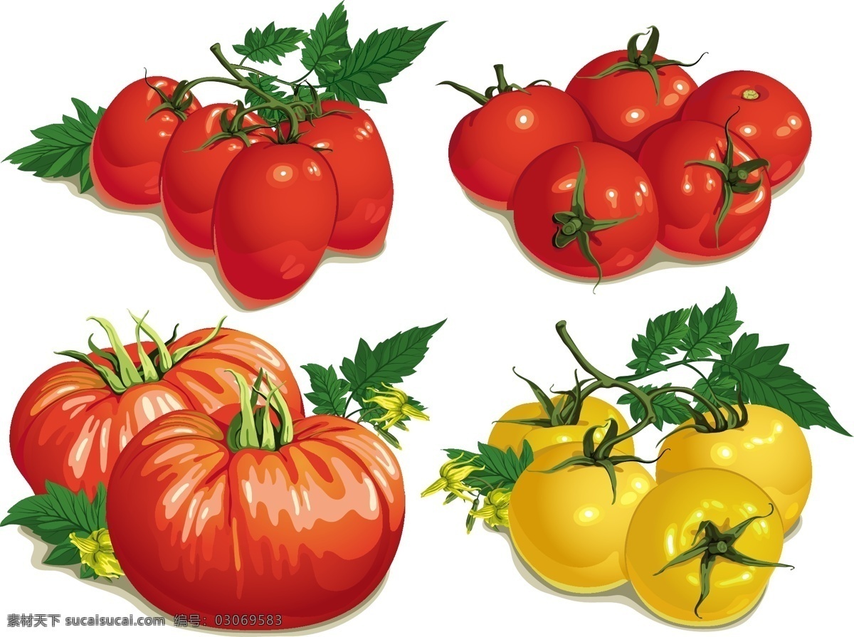 手绘 水果 西红柿 西红柿图片 水果矢量图 番茄图片 番茄 矢量 高清图片