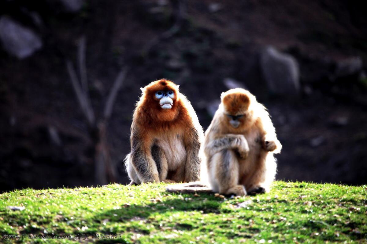 可爱 金丝猴 猴子 动物 保护动物 野生动物