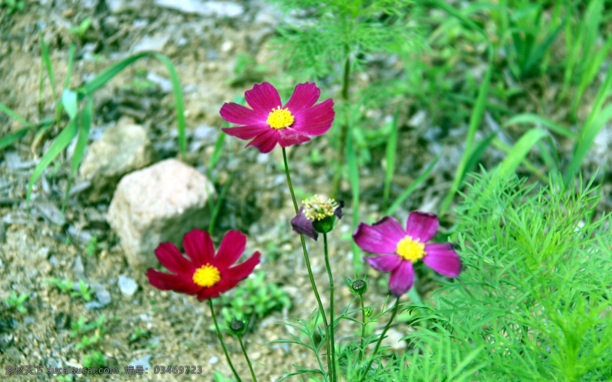 清新 波斯菊 花卉