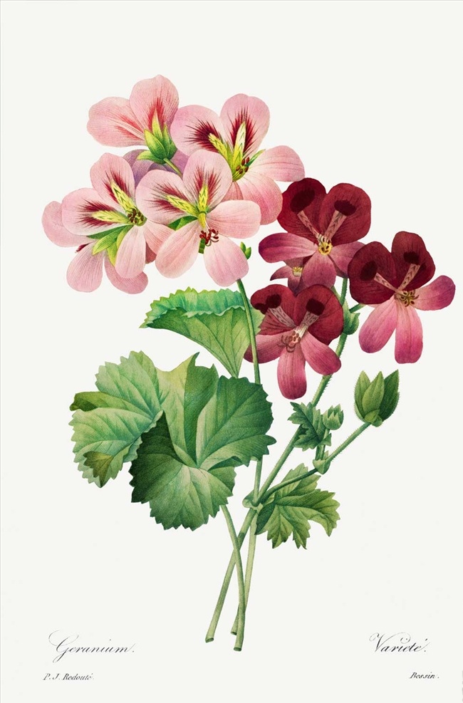 老鹳草属 老鹳草 玫瑰天竺葵 香叶天竺葵 花朵 红色花朵 花草插画 花朵插画 花朵绘画 手绘花卉 手绘花朵 水彩花朵 水彩花卉 花卉 花 生物世界 花草