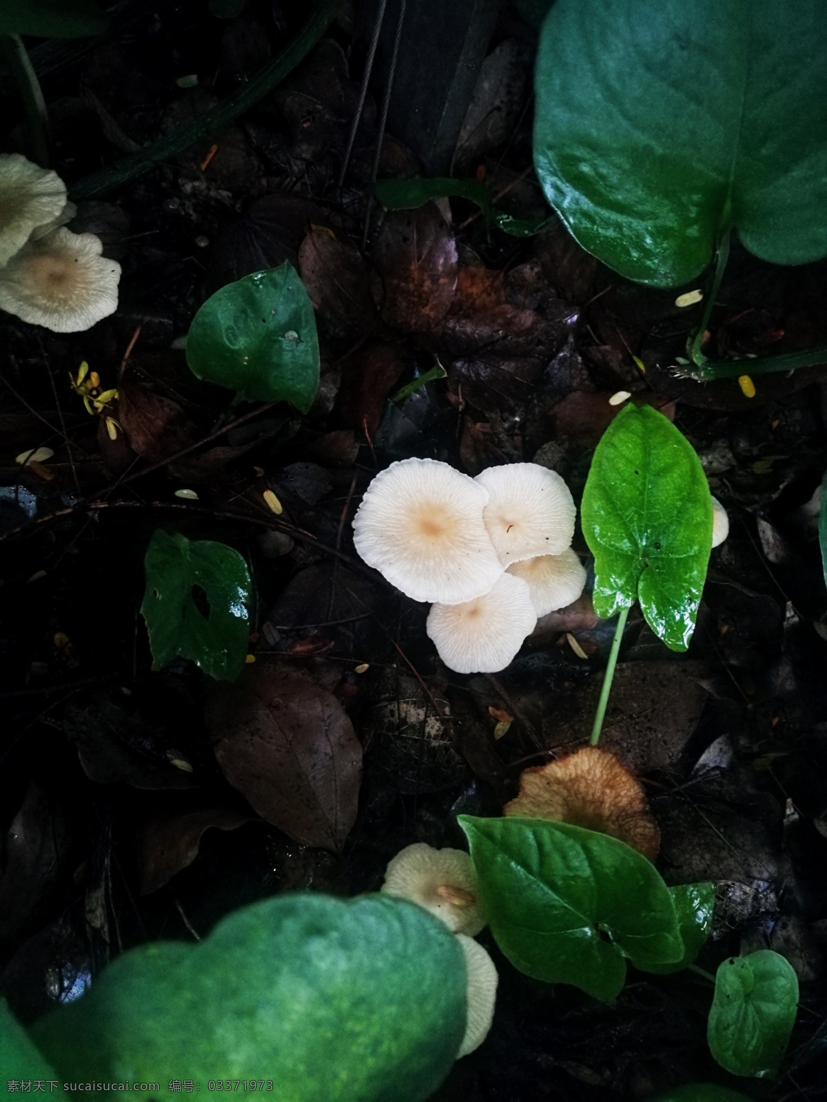 雨 后 蘑菇 菌类 植物 自然景观 菇 平菇 小平菇 食用菌 菌菇种植 菌类植物 蘑菇种植 平菇种植 菌菇 菇类 绿叶 夏天 树叶 叶子 水珠 雨露 雨水 露珠 雨后 清新 春天 立春 嫩叶 叶肉 微距 自然风光 自然风景