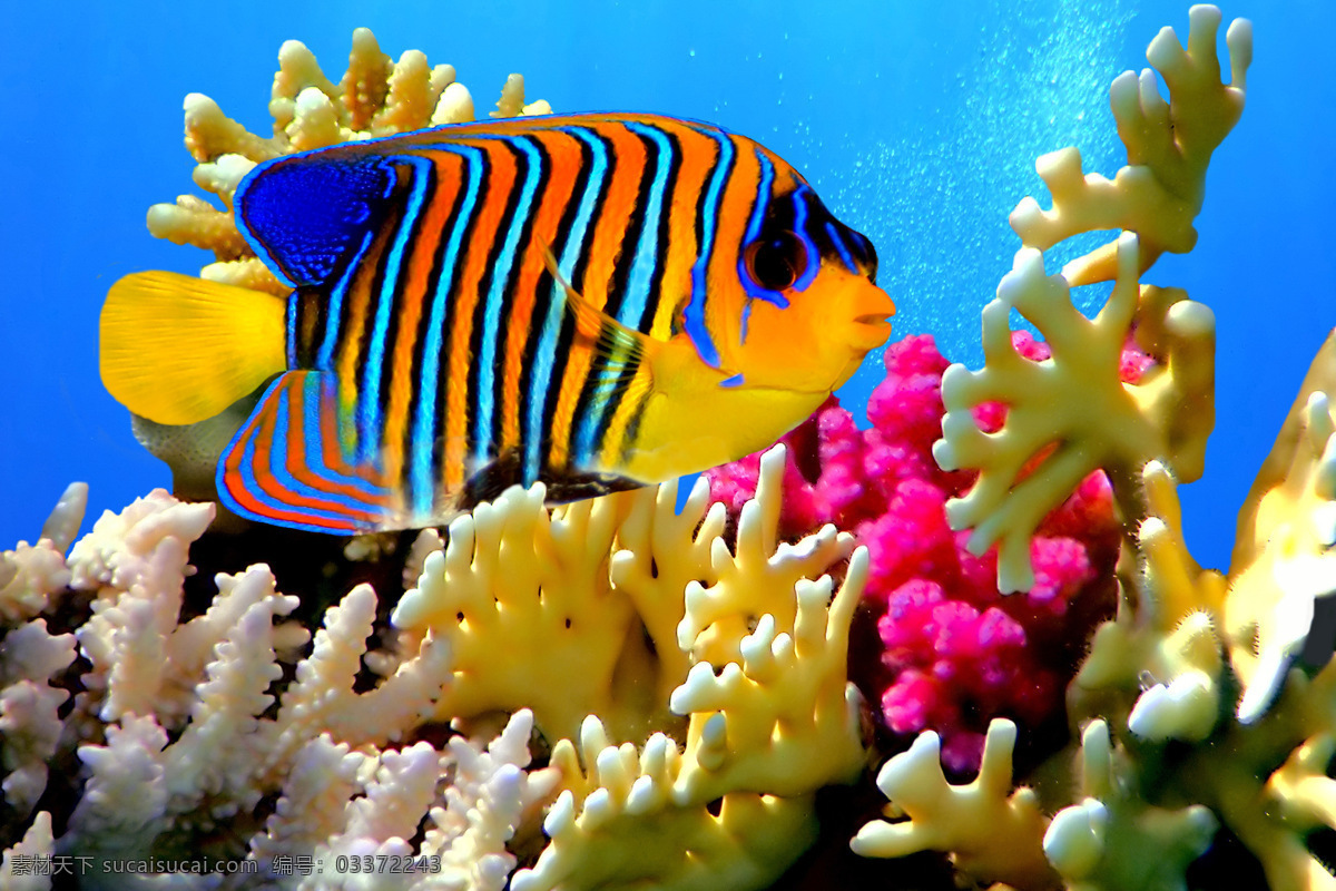 海洋生物 鱼 海底 珊瑚 鱼群 海底世界 大海 生物世界 鱼类
