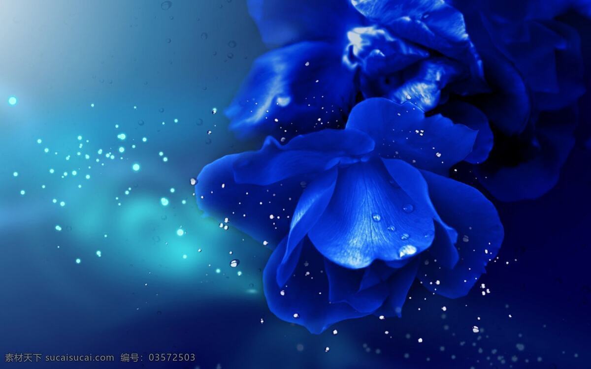 蓝花免费下载 蓝色花朵 时光 水珠 背景图片