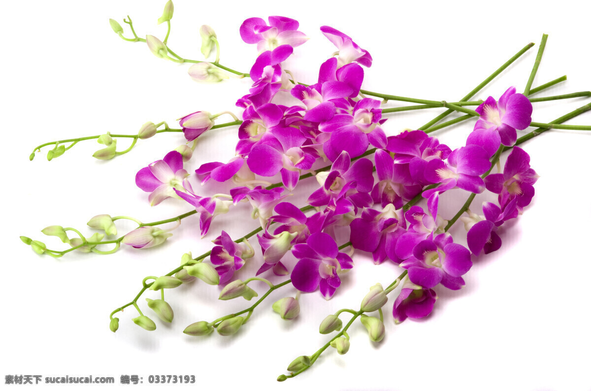 白底兰花花卉 兰花 兰花背景 兰花素材 花卉 美丽兰花 紫色花朵 生物 花草风景 生物世界 花草