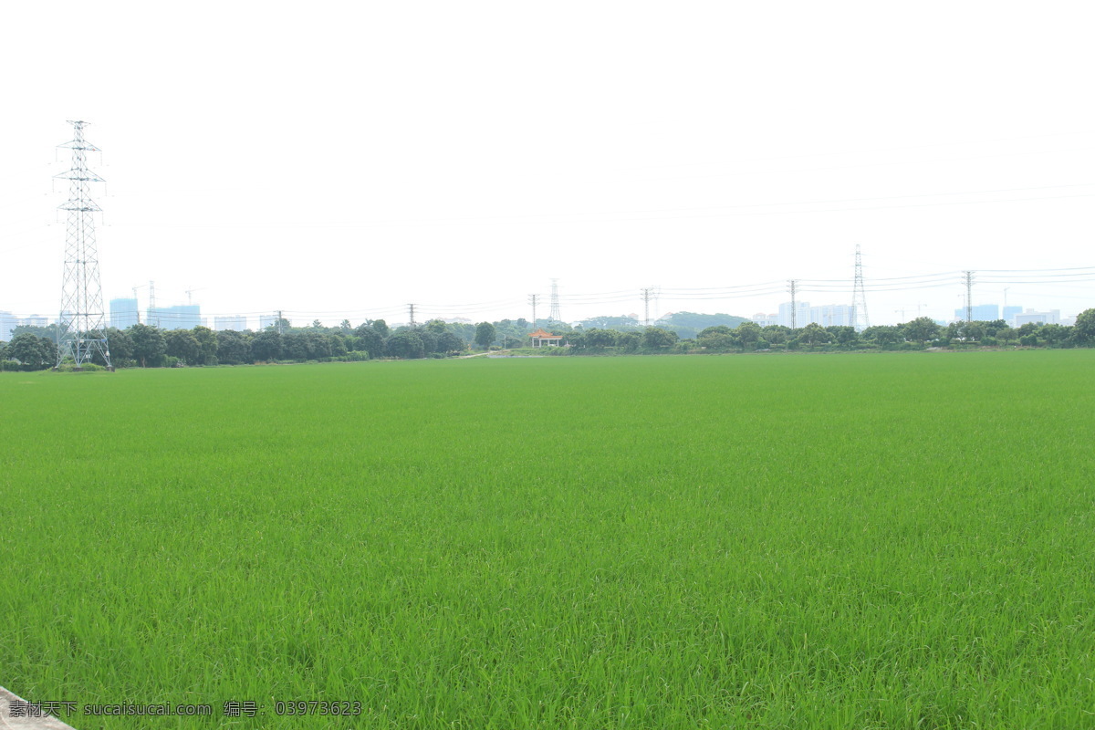 水稻田 田园 农业 粮食 农村 乡村 田园风光 现代科技 农业生产