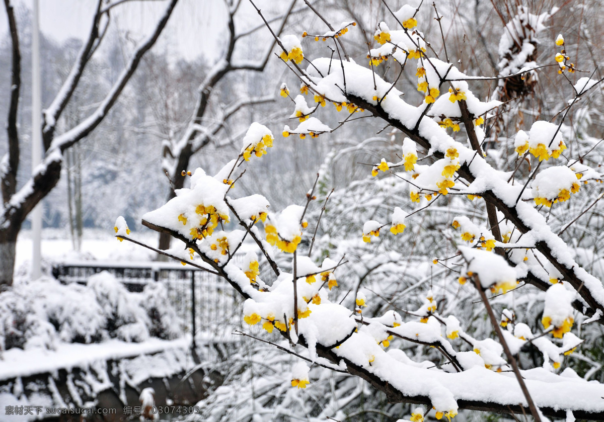 腊梅 梅花 梅园 公园 花展 冬天 白雪 下雪 生物世界 花草