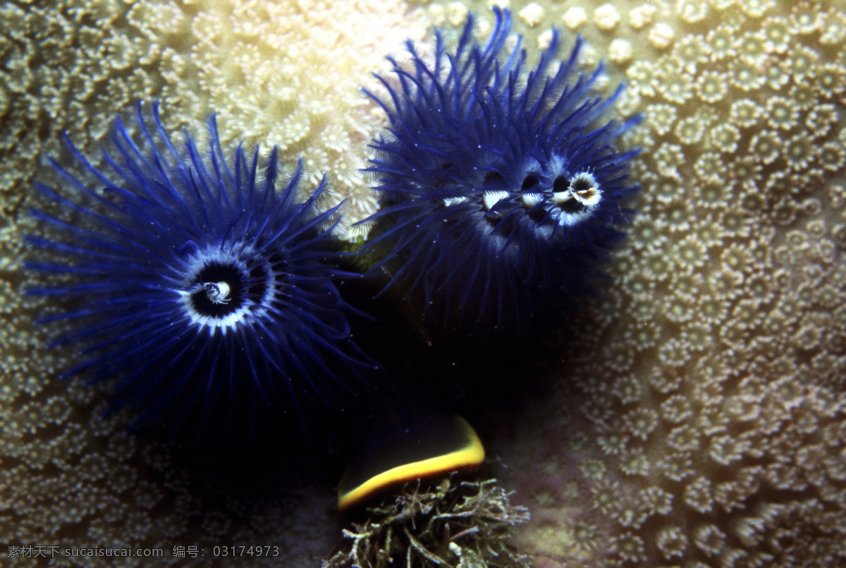 海洋生物 海底世界 海洋 礁石 生物世界 鱼 鱼类 珊蝴礁石 珊蝴 海底景色