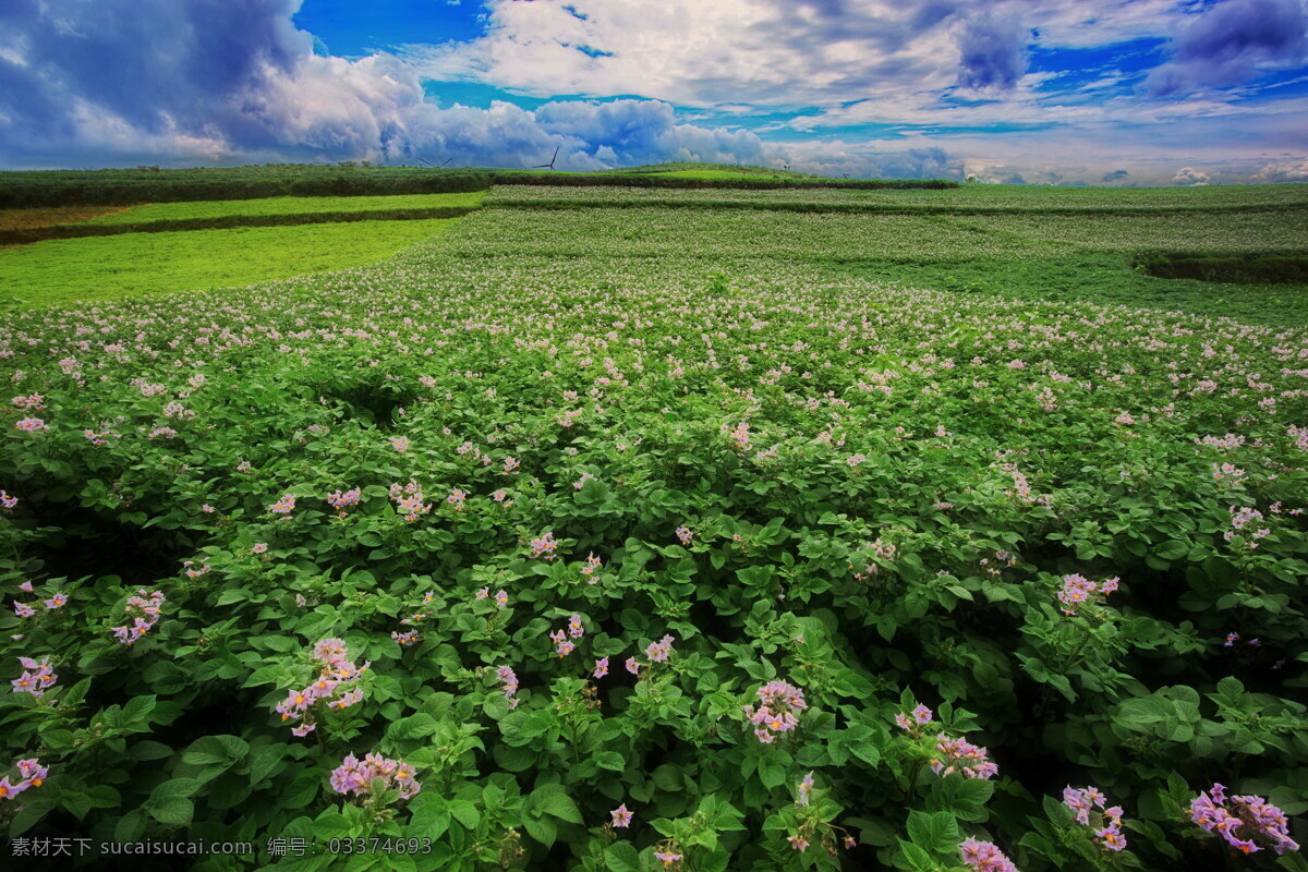 紫洋芋花盛放 农作物