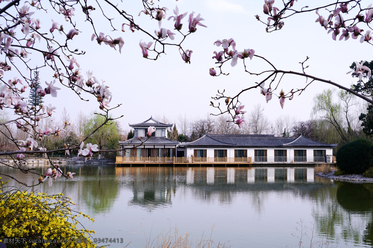 玉兰花开 春天 玉兰花 国际雕塑园 水上倒影 美景 玉兰花照片 建筑园林 建筑摄影