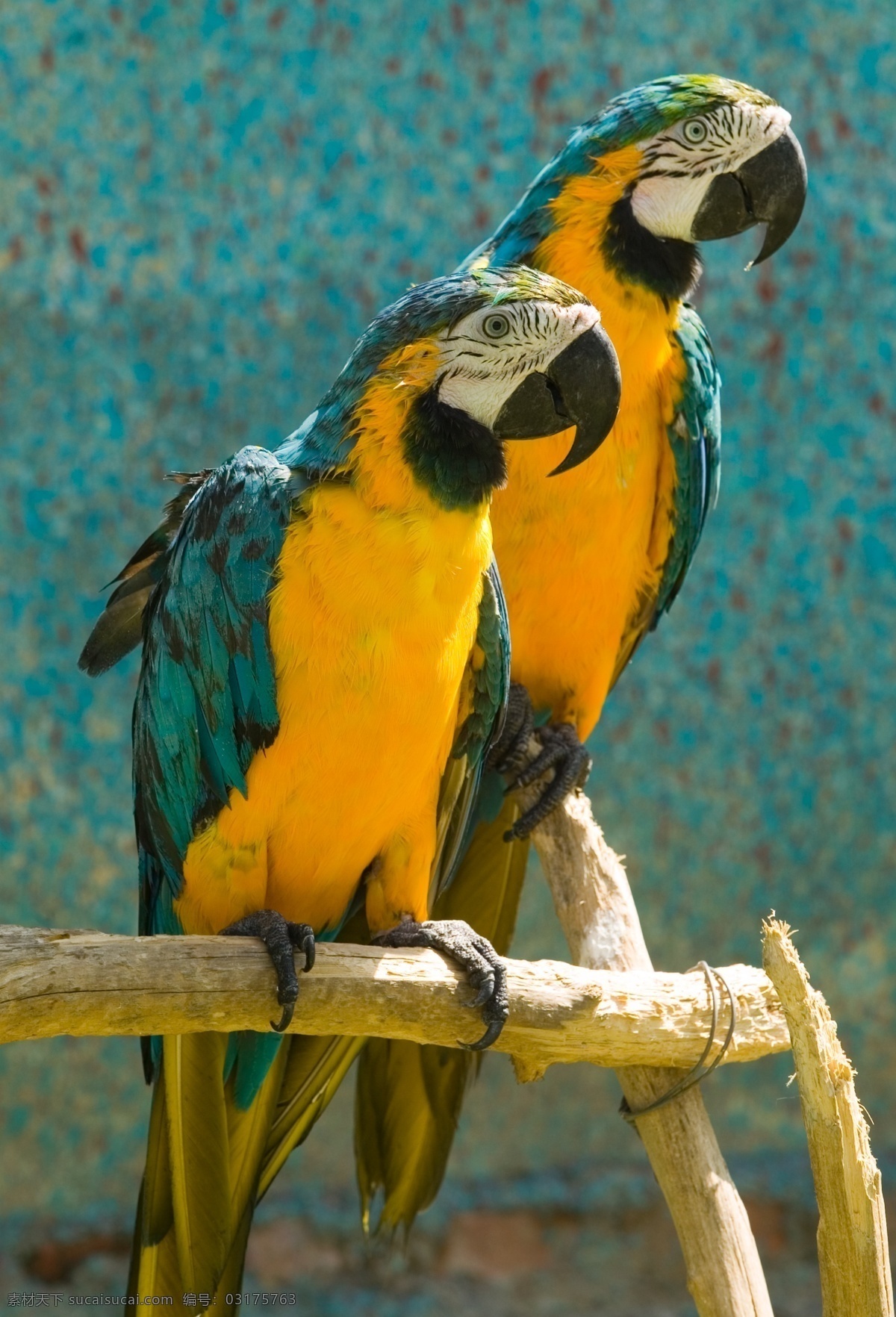 彩色 翅膀 动物 黄色 木架 鸟 鸟类 漂亮 鹦鹉 眼睛 婷婷玉立 生物世界 psd源文件